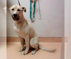 German Shepherd Dog-Unknown Mix Dogs for adoption in Martinez, CA, USA