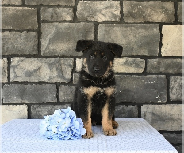 Medium Photo #2 German Shepherd Dog Puppy For Sale in MILLERSBURG, OH, USA