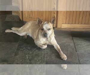 Louise - Female Mutt Dog for Adoption - Photo #4