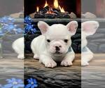 Small Photo #9 French Bulldog Puppy For Sale in WILDOMAR, CA, USA