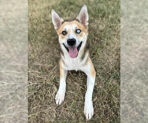 German Shepherd Dog-Unknown Mix Dogs for adoption in Pasadena, TX, USA