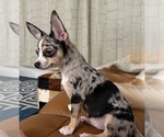 Small Chihuahua