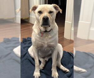 Mutt Dogs for adoption in Houston, TX, USA