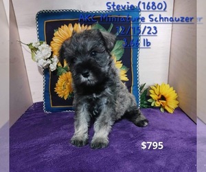 Schnauzer (Miniature) Puppy for sale in TOPEKA, IN, USA
