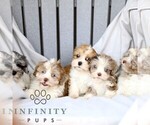 Small #1 ShihPoo
