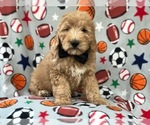 Small Photo #4 Goldendoodle-Poodle (Miniature) Mix Puppy For Sale in LAKELAND, FL, USA