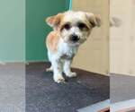 Small #2 Mutt