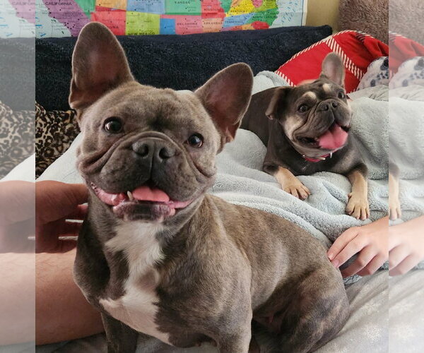 Medium Photo #2 French Bulldog Puppy For Sale in Fenton, MO, USA