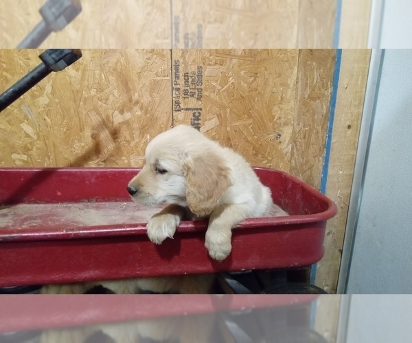 Medium Photo #3 Golden Retriever Puppy For Sale in SINGERS GLEN, VA, USA