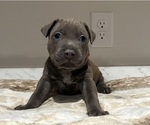 Puppy Donkey American Pit Bull Terrier-Labrador Retriever Mix