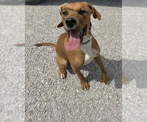 Mutt Dogs for adoption in Evansville, IN, USA