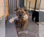 Small #6 Border Terrier