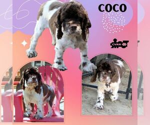 Cocker Spaniel Dogs for adoption in Lindsay, CA, USA