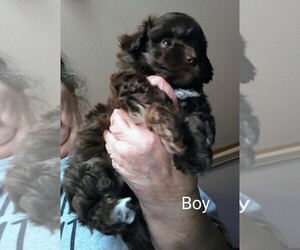 Chihuahua-Poodle (Toy) Mix Puppy for sale in TILDEN, IL, USA