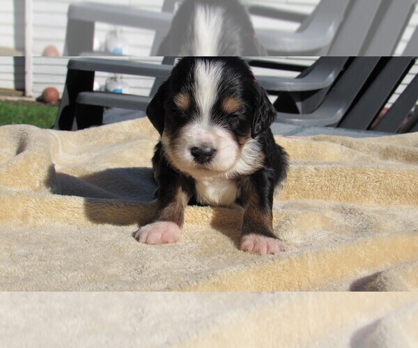 Medium Photo #3 Bernedoodle Puppy For Sale in BIG ROCK, IL, USA