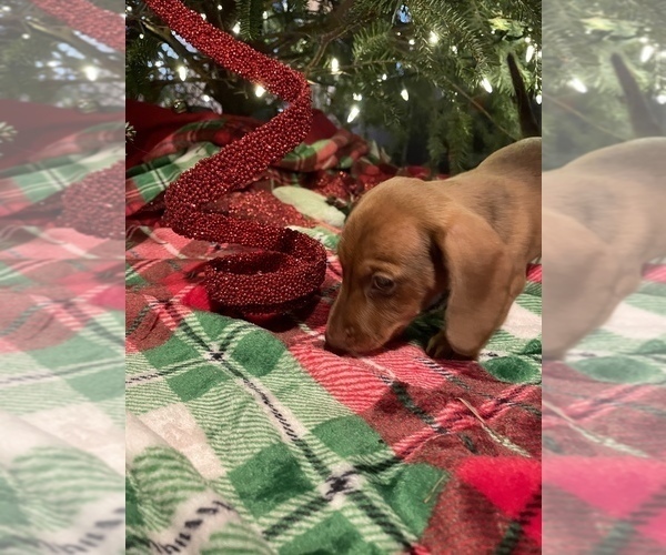 Medium Photo #6 Dachshund Puppy For Sale in ELFERS, FL, USA