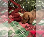 Small Photo #6 Dachshund Puppy For Sale in ELFERS, FL, USA