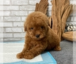 Small Photo #5 Poodle (Toy) Puppy For Sale in LAS VEGAS, NV, USA
