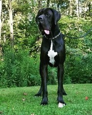 Great Dane Puppy for sale in DYSART, PA, USA