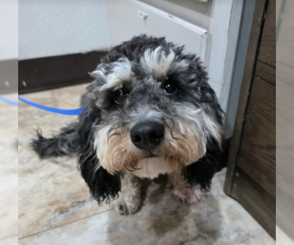 Medium Photo #1 Maltipoo (Miniature) Puppy For Sale in Lakewood, CO, USA