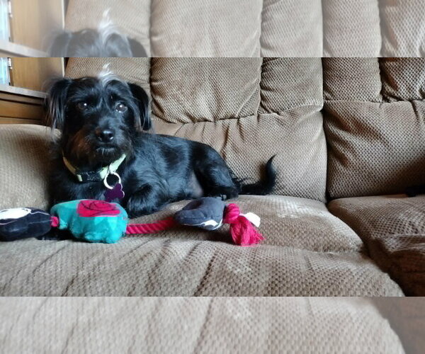 Medium Photo #11 Chihuahua-Unknown Mix Puppy For Sale in Crystal, MN, USA