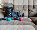 Small Photo #11 Chihuahua-Unknown Mix Puppy For Sale in Crystal, MN, USA