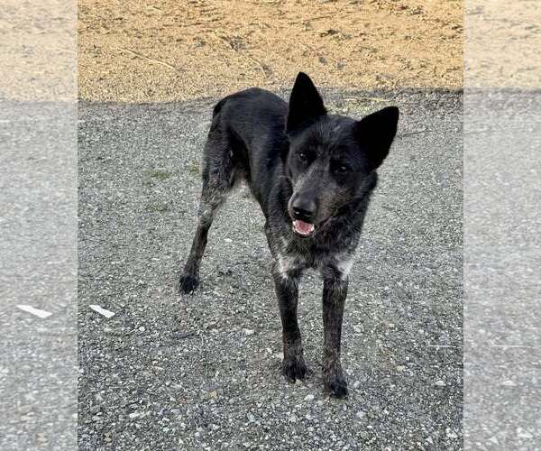 Medium Photo #2 Mutt Puppy For Sale in Paso Robles, CA, USA