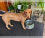 Small #1 Labrador Retriever Mix