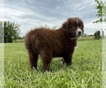 Small Photo #13 Australian Shepherd Puppy For Sale in NEOSHO, MO, USA