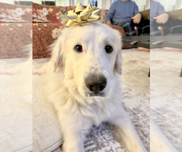 Medium Photo #7 Great Pyrenees Puppy For Sale in Spring, TX, USA