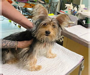 Mutt Dogs for adoption in Benton, LA, USA