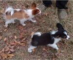 Small Photo #12 Papillon Puppy For Sale in OLA, AR, USA