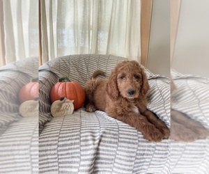 Goldendoodle Puppy for sale in GARDNERS, PA, USA