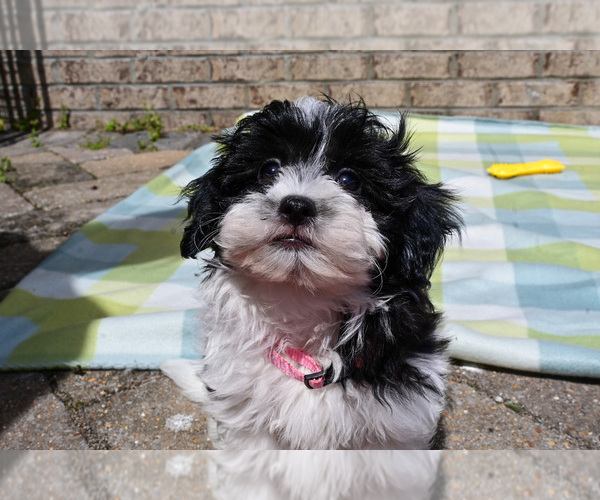 Medium Photo #1 Havapoo Puppy For Sale in GUTHRIE, KY, USA