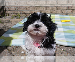 Havapoo Puppy for sale in GUTHRIE, KY, USA