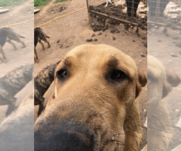 Medium Photo #2 Labrador Retriever Puppy For Sale in San Antonio, TX, USA