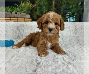 Cavapoo Puppy for sale in GREENFIELD, IN, USA