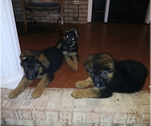 German Shepherd Dog Puppy for Sale in MIDLAND, North Carolina USA