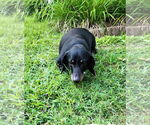 Small #5 Dachshund
