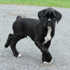 Boxer Puppy for sale in GAP, PA, USA