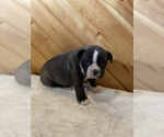 Small Photo #4 English Bulldog Puppy For Sale in ORRVILLE, OH, USA