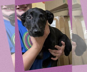 Labrador Retriever-Unknown Mix Dogs for adoption in Aurora, IN, USA