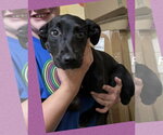 Small Labrador Retriever Mix