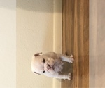 Small Photo #12 Bulldog Puppy For Sale in CHANDLER, AZ, USA