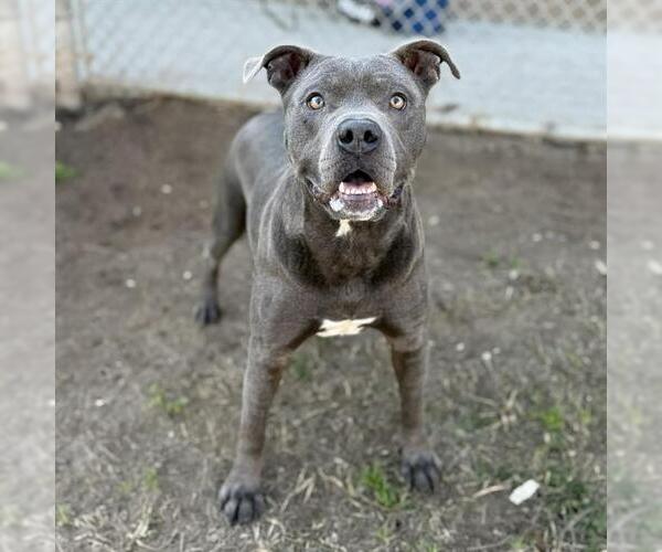 Medium Photo #2 Mutt Puppy For Sale in Modesto, CA, USA