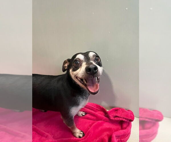 Medium Photo #2 Rat-Cha Puppy For Sale in Pacolet, SC, USA