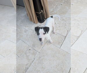 Rat Terrier Dogs for adoption in The Woodlands, TX, USA
