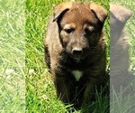 Small Photo #16 German Shepherd Dog Puppy For Sale in BEAVER FALLS, PA, USA