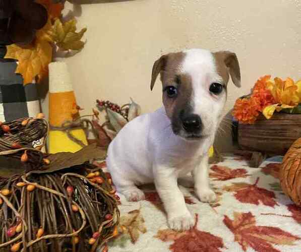 Medium Photo #1 Jack Russell Terrier Puppy For Sale in LINCOLN, IL, USA