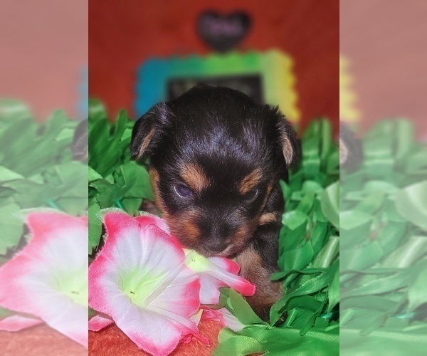 Medium Photo #4 Yorkshire Terrier Puppy For Sale in AKRON, OH, USA